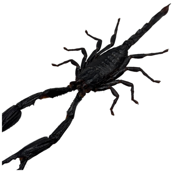 Giant Forest Scorpion Heterometrus longimanus Taxidermy A1 Quality Specimen Oddiesties for Collectors